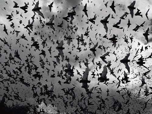 Bats Swarming At Dusk