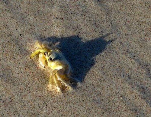 Batman Shadow From A Crab On The Beach