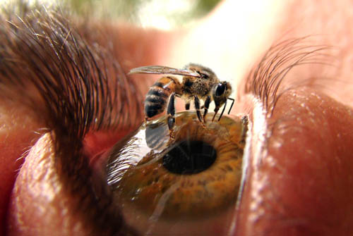 Photoshopped Picture Of A Bee On An Eye