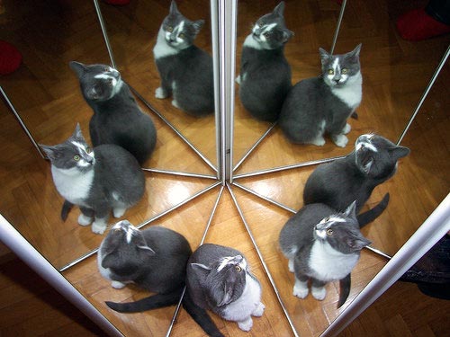 Cat Reflection Photography