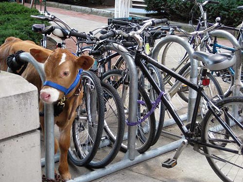 Cow Tied To A Bike Rack