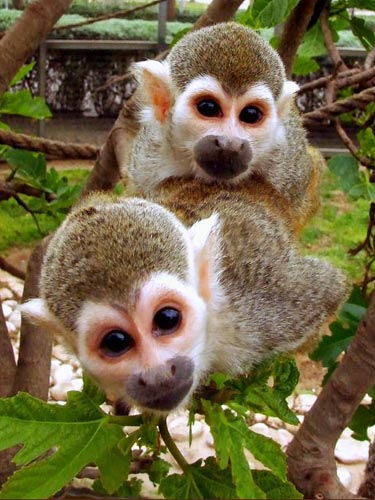 Squirrel Monkeys