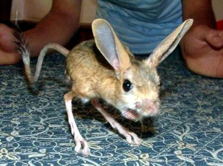 Four-Toed Long-Eared Chinese Jerboa