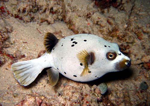 Blackspotted Pufferfish | Dog Faced Puffer Fish