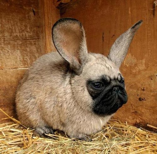 Pug Bunny