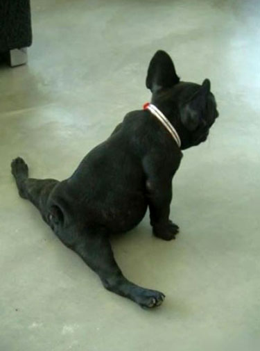 Dog Doing The Splits