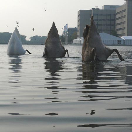 Diving Duck Butts In A Row