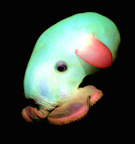 Grimpoteuthis or Dumbo Octopus