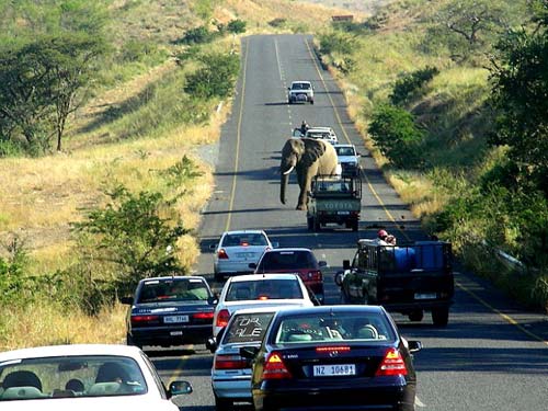Elephant Crossing Highway