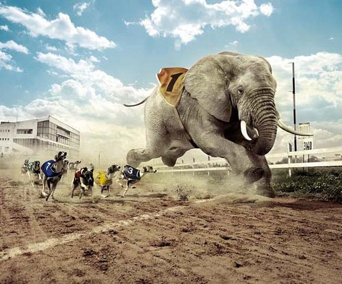 Elephant vs Greyhound Track