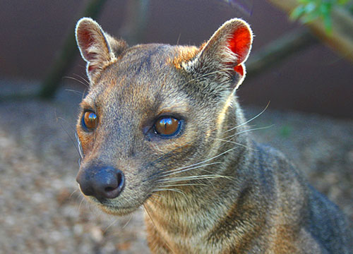 Fossa | Cryptoprocta ferox