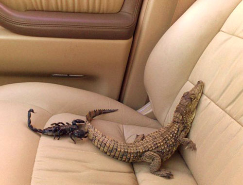 Crocodile And Scorpion In The Back Seat