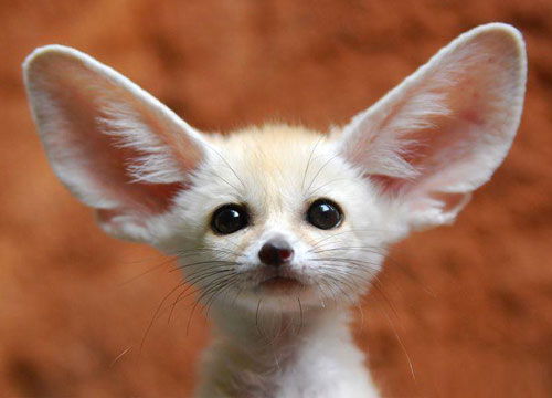 Fennec Fox