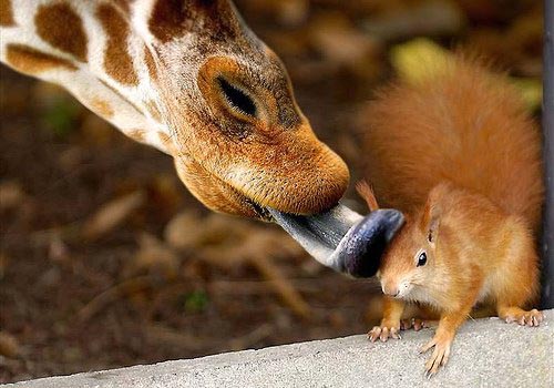 Giraffe Licking Squirrel