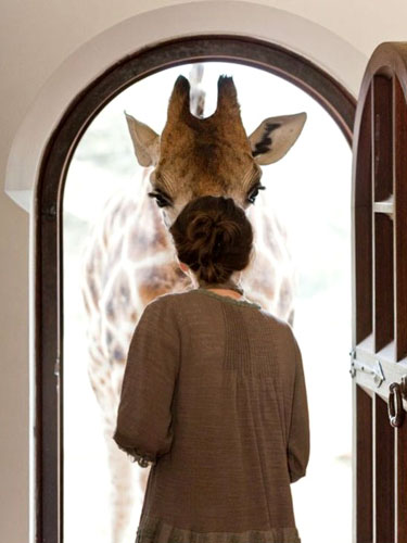 Giraffe At The Door