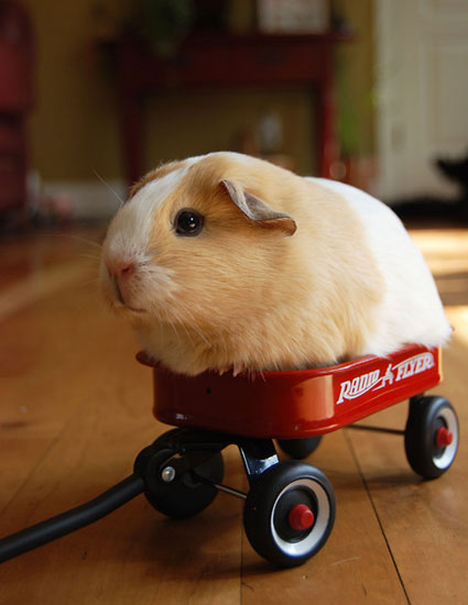 Guinea Pig In A Radio Flyer Wagon