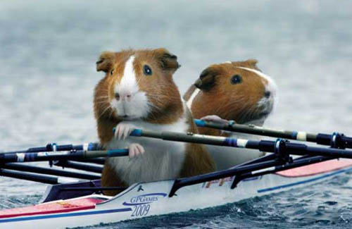 Guinea Pig Games | Double Skulls Rowing