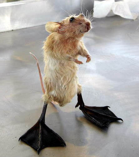 taxidermy hamster