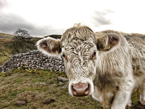 HDR Cow Photography | Malham, Yorkshire