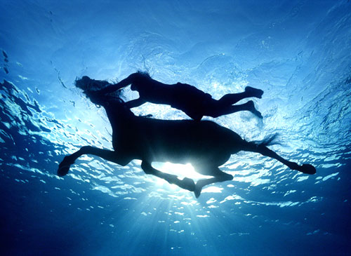 Swimming Horse Photography