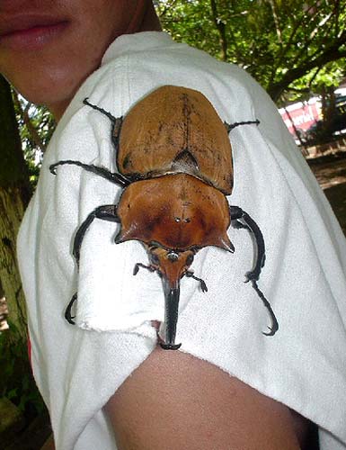 Huge Rhinoceros Beetle