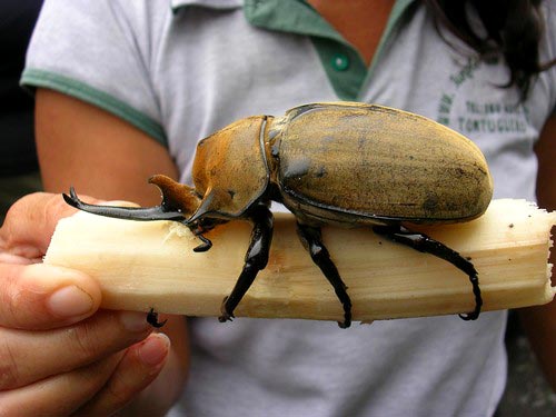 Giant Rhinoceros Beetle