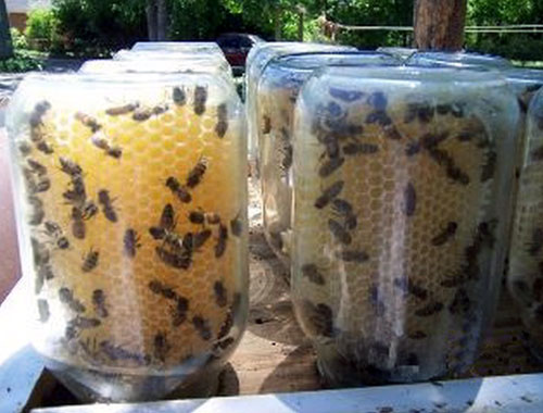 Beehive In Jars