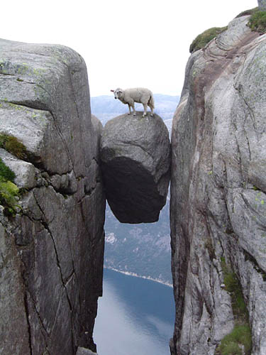 Sheep Balancing On Boulder | Kjerag Mountain