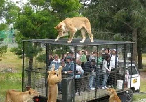 People In A Cage Taking Pictures Of Lions