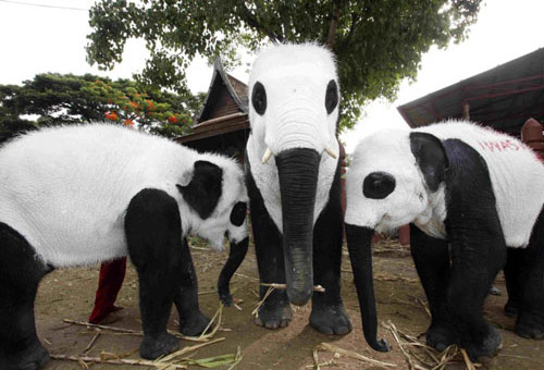 Panda Elephants