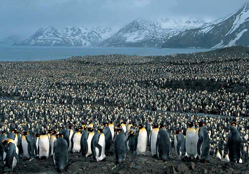 Group of Penquins