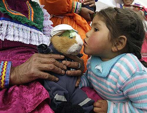 Guinea Pig Festival | Huacho, Peru