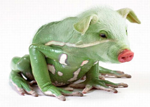 Pig Frog