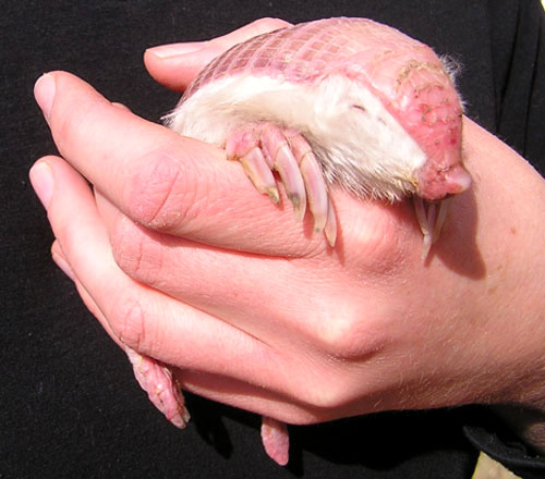 Pink Fairy Armadillo