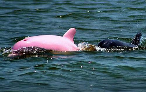 Rare Pink Dolphin