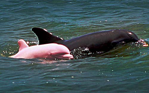 Pink Albino Dolphin south of Lake Charles, Louisiana