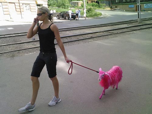 Pet Goat Dyed Pink