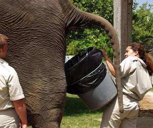 Zoologist Collecting Elephant Dung