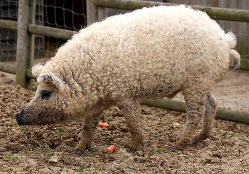 Mangalitza Sheep Pig