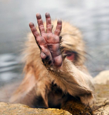 Monkey Holding Up Hand To Hide Face