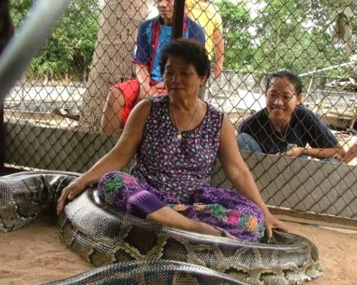 Python Petting Zoo