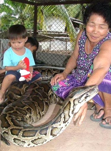 Kid Riding A Huge Python