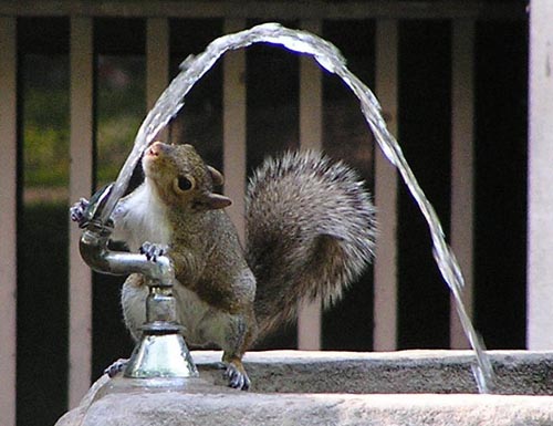 Squirrel Having A Drink From A Water Fountain