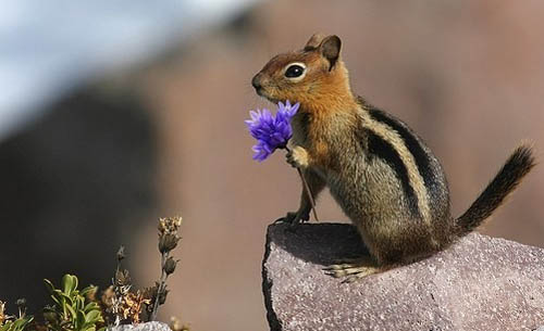 Squirrel Holding Purple Flower