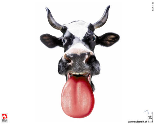 Swiss Milk Ad | Dairy Cow Tongue
