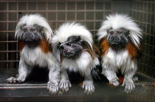 Cotton-Top Tamarin Monkeys