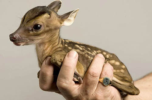Tiny Baby Muntjac Deer