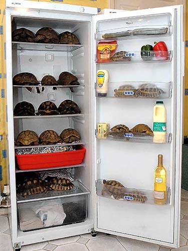 75 Turtles Hibernating In A Fridge