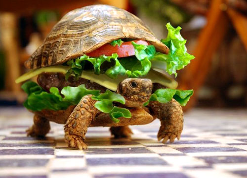 Turtle Hamburger