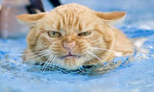 Cat Swimming In Pool | Angry Expression